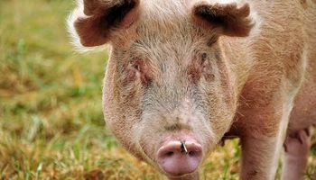 El sector porcino creció por séptimo año consecutivo impulsado por el mercado interno