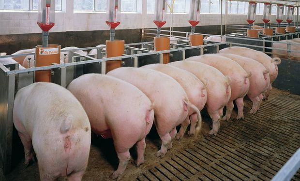 El sector porcino acordó una suba salarial para la actividad en criadero