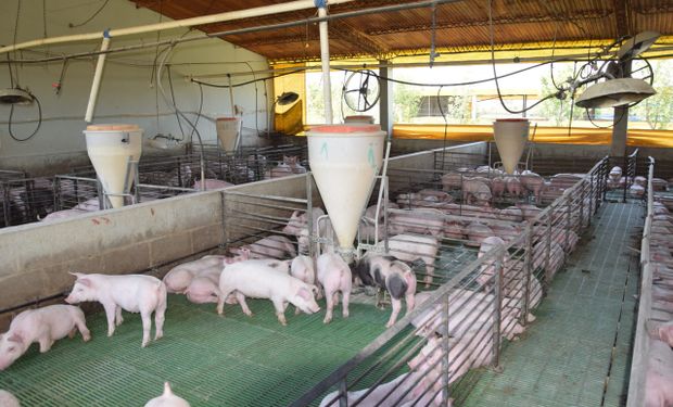 Compensaciones al productor porcino: el Gobierno pagará hasta ocho millones de pesos por el impacto del dólar maíz