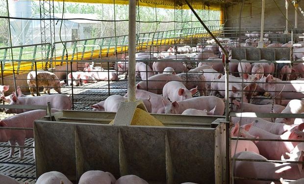 Inversiones chinas para la producción de cerdo: "Ya acordamos el contenido del memorándum"