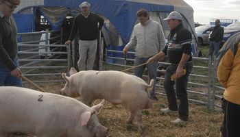 Genética de punta en el espacio porcino de AgroActiva