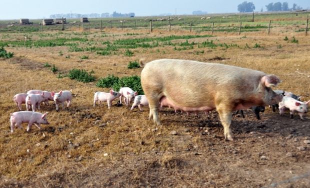 Casos exitosos se presentarán en el Congreso de Producción Porcina.