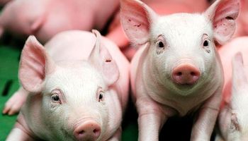 Buenos precios apuntalan la producción de cerdo en EU