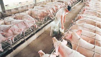 Porcinos: producción a la espera de más consumo