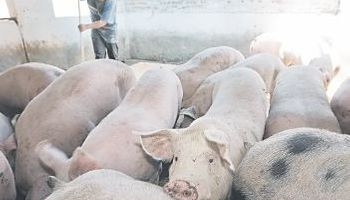 Porcinos: una cooperativa de productores que va por más