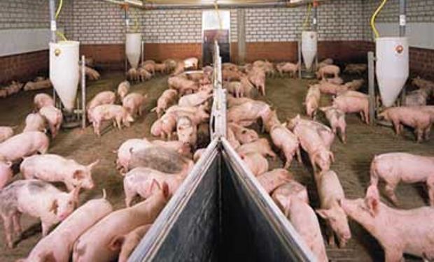Brasil cierra puertas por fiebre porcina