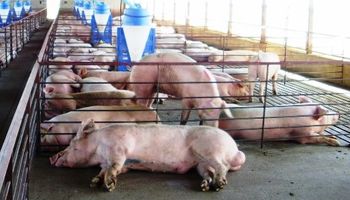 Una enfermedad que afecta a la producción porcina