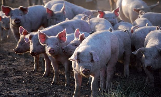 La rentabilidad en la producción de cerdos cayó en comparación con enero del 2020