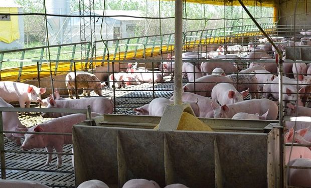 El sector porcino presentó una alternativa al plan chino: qué proponen los productores argentinos 