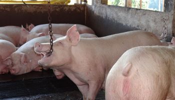Produtores usam brinquedos para acalmar suínos nas granjas