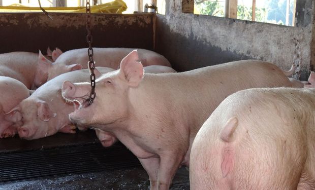 Embrapa estuda investimentos e benefícios da técnica. (foto - Embrapa)