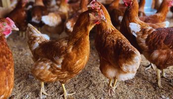 Gallinas libres de jaulas: aseguran que la postura de huevos creció del 76 % al 88 %