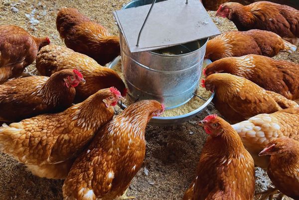 gallina