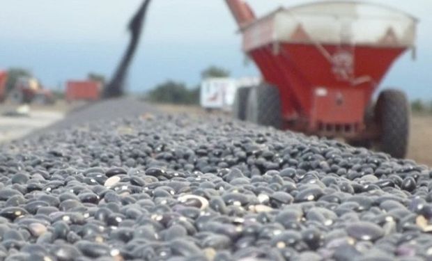 La sequía afectó a los porotos de colores y generó una merma en los rendimientos