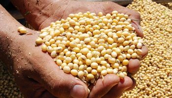 El precio de la soja cambia de tendencia y ahora sube en Chicago