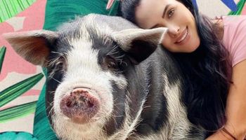 Porquinho pet vira estrela da internet e soma milhões de visualizações