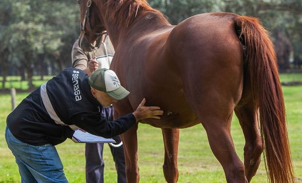 Confirman la primera muerte por encefalitis equina en Córdoba y ya son siete fallecimientos en total