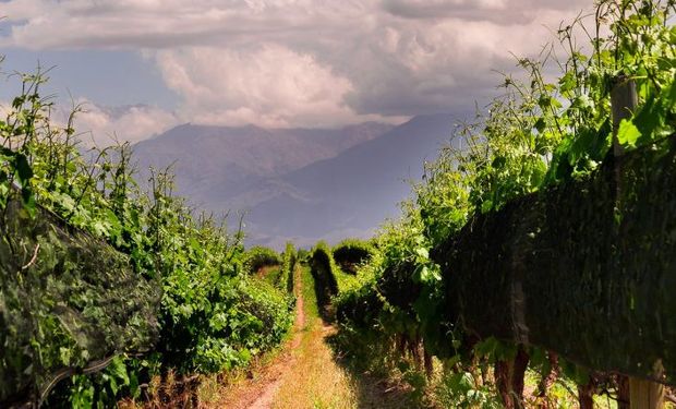 Argentina es el tercer país con mayor superficie sembrada de productos orgánicos