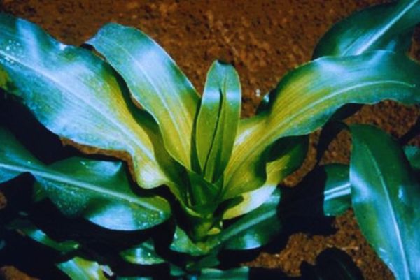Planta joven de maíz y brillantes creciendo sobre suelo marrón