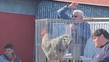 El gallo más caro de Argentina: pagaron más de 3 millones de pesos en una subasta de la Sociedad Rural de Bolívar