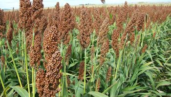 El fertilizante que respondió mejor que la urea en suelos salinos y alcalinos: la clave para el sorgo