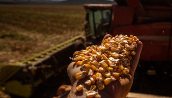 Argentina se convirtió en el proveedor de maíz más competitivo del mercado global