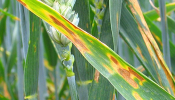 La mancha amarilla avanza sobre el trigo en Santa Fe y la presión de enfermedades alcanzó al 70 % de los lotes