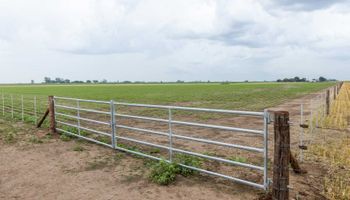 Los campos volvieron a tener precio récord después de 15 años, pero hay un dato que todavía sorprende