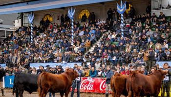 Genética, remates y juras: la élite de la ganadería presentará 500 ejemplares en La Rural