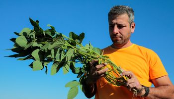 Yuyo colorado, rama negra y otras 26 malezas: la tecnología que gana terreno en los lotes