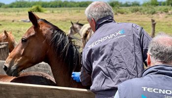Alerta para los caballos ante el regreso de los mosquitos: la dolorosa experiencia del criador que llegó a perder 20 ejemplares durante el brote de 2023