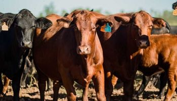 El feedlot más grande de la Argentina busca captar hasta US$ 30 millones en el mercado para expandir su negocio cárnico
