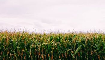 El agro va por otro récord: proyectan US$ 42.200 millones en exportaciones para la campaña 2026/27