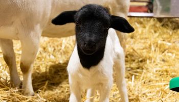 La Rural sumó otro nacimiento inesperado: quién es "Carlos", el nuevo protagonista de Palermo