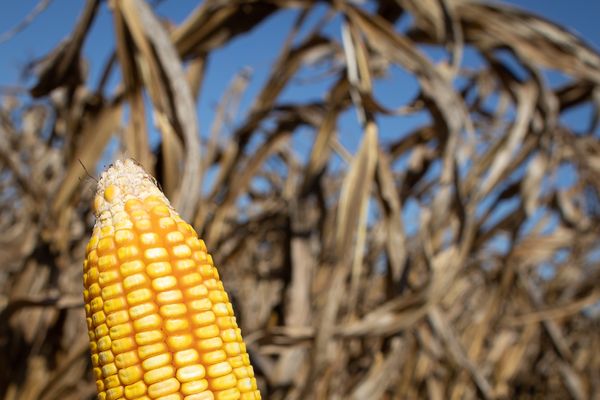 Colheita_de_gr_os_no_Brasil_Datagro_projeta_aumento_da_produ__o_de_soja_e_novo_recorde_para_o_milho_na_safra33_202627. DATAGRO PROJETA PRODUÇÃO DE 185.6 MILHÕES DE TONELADAS DE SOJA 2026/2027