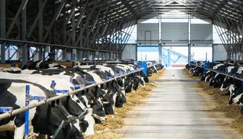 La tecnología que permite producir hasta 1,5 litros más de leche por vaca