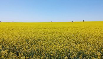 El cultivo de invierno que puede cambiar los cultivos de segunda: permite sembrar antes y mejorar la secuencia