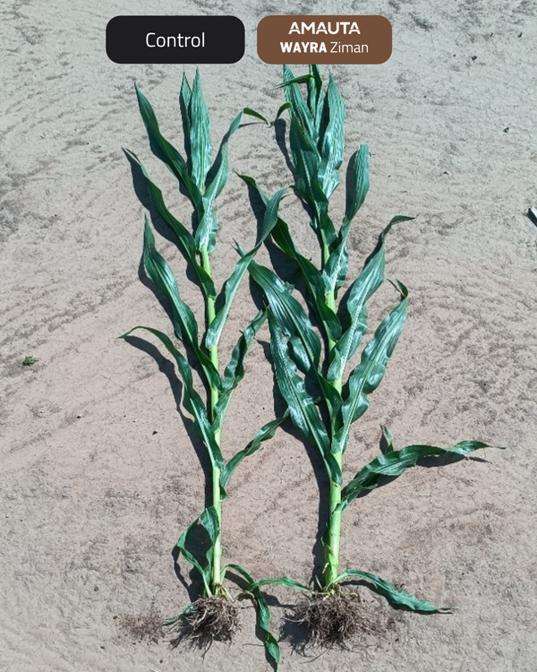 Dos plantas de maíz jóvenes sobre suelo arenoso: a la izquierda el control sin tratar y a la derecha la planta tratada con AMAUTA WAYRA Ziman, con hojas más verdes y erguidas.
