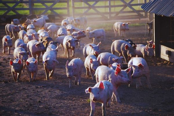 Grupo de cerdos rosados en un corral de tierra, con un galpón con techo de chapa a la derecha