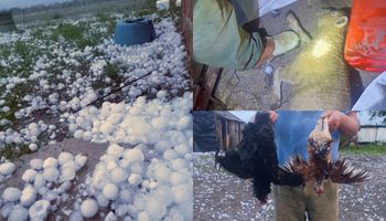 “Fueron 15 minutos de terror”: el granizo que mató a 40 animales y destruyó una granja familiar en Santa Fe