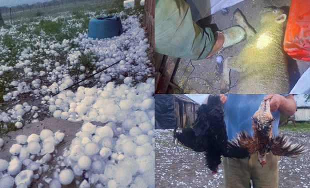 Una familia rural de Fortín Olmos sufrió un violento episodio de granizo que perforó techos, dañó instalaciones y provocó la muerte de corderos y aves; Mariela Martínez contó cómo vivieron el temporal y pidió colaboración para recuperar la vivienda y resguardar a los animales