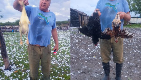 Hombre sosteniendo dos gallinas muertas en un campo cubierto de granizo; a la derecha, otro ejemplar de plumaje oscuro y rojizo, también sin vida