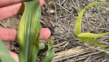 Franjas amarillas en las hojas del maíz: la señal de que el cultivo puede estar perdiendo rinde y cómo evitarlo Franjas amarillas en las hojas del maíz: la señal de que el cultivo puede estar perdiendo rinde y cómo evitarlo