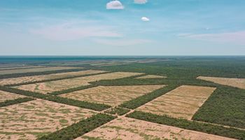 Ley de Tierras: ¿Qué podría cambiar en el campo argentino si se ampliara el acceso de compradores internacionales?