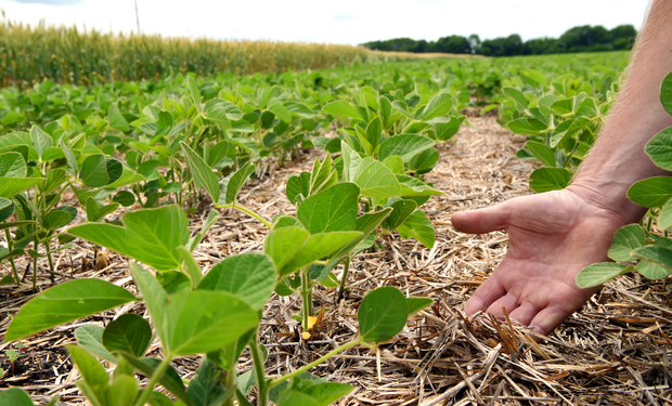 Syngenta mostró las particularidades del programa con el que producen aceite "regenerativo" en Argentina; se lo venden principalmente a PepsiCo con un precio superior que trasladan al productor