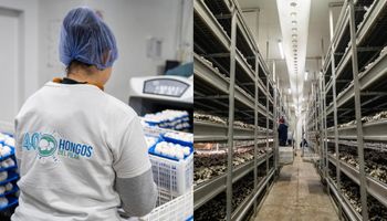 La empresa produce 38.000 kilos de hongos por semana durante todo el año: ya invirtieron más de US$ 7 millones y quieren llegar a 3 millones de kilos al año