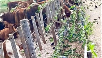 La impactante invasión de cotorras a un establecimiento ganadero y una alternativa para controlarlas