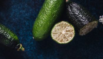 Limão-caviar pode chegar a R$ 2 mil o quilo