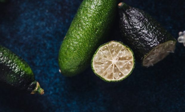 Limão-caviar aberto mostrando as pequenas vesículas da polpa, conhecidas como "pérolas", fruta exótica pesquisada pelo IAC.