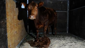 La historia de Lionela: la primera ternera nacida en la Rural de Palermo ya es furor por Messi